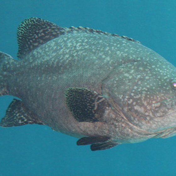 Egmont Key is known for its grouper.