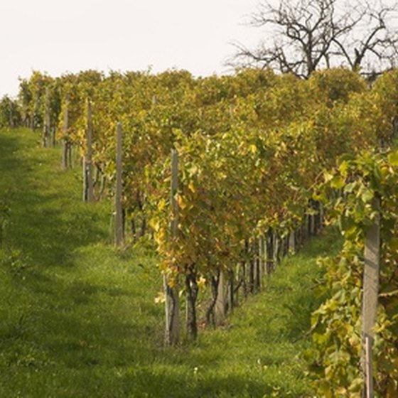 Vineyards in the Finger Lakes region