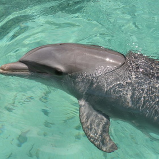 A dolphin swimming