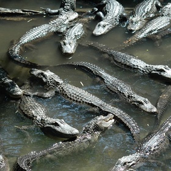 Gatorland allows visitors to get up close and personal with these large reptiles.