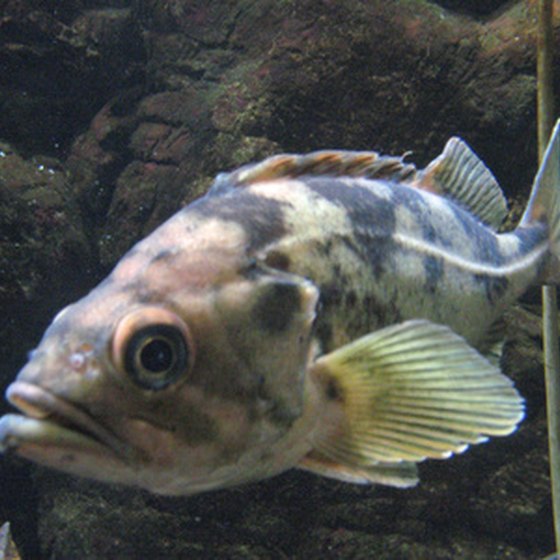 Trophy rockfish abound in the Chesapeake Bay