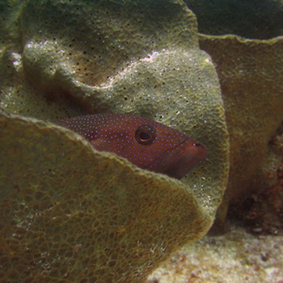 Shore dives acclimate divers to Caribbean waters.