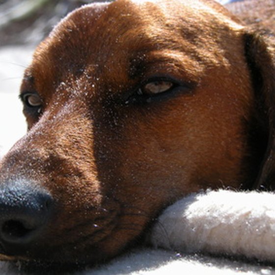 Some South Carolina resorts allow pets to accompany their owners.