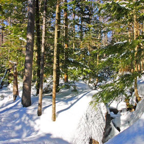 Many of New Hampshire's ski areas offer tree skiing.