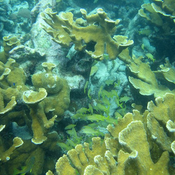 Coral reefs in Belize.