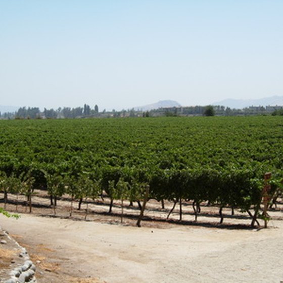 The vineyards of northern California are a perennial tourist draw.