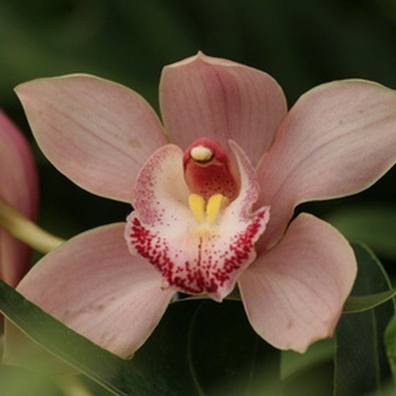 Visit Laureles' Orquideorama for a look at some of the most beautiful orchids in the world.