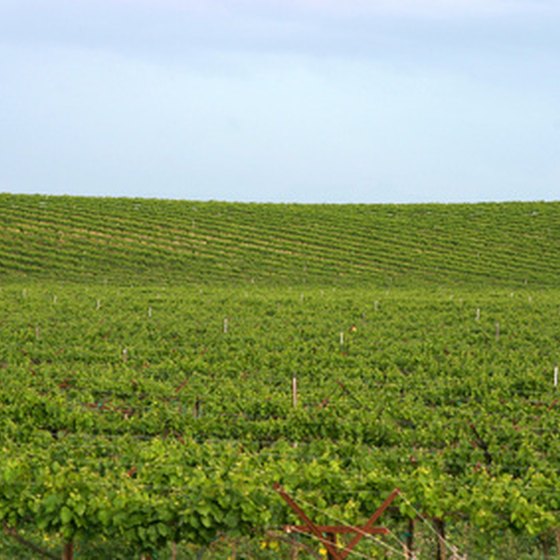 A vineyard in Napa.