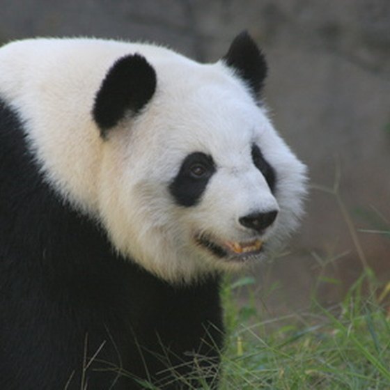 See delightful Giant Pandas during Adventure Center's 10-day "Kung-Fu & Pandas" tour of China.
