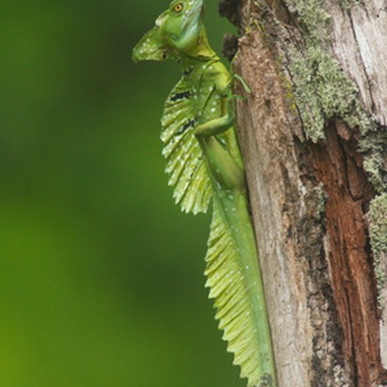 Iguanas may be spotted in the Palo Verde National Park.