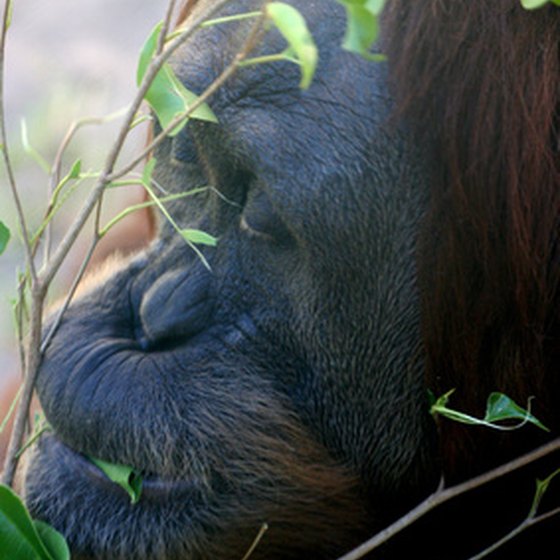 Orangutans are part of Gunung Leuser's wildlife experience.