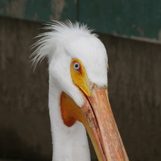 White pelicans have a colony at the park.