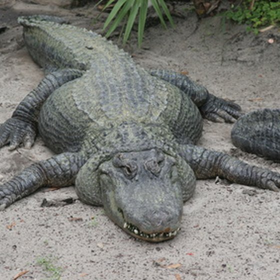 Some local outdoor attractions in Orlando offer the chance to observe native Florida wildlife.