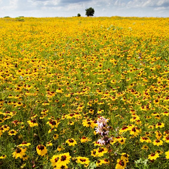 Plenty of wildflowers surround Flower Mound, Texas.