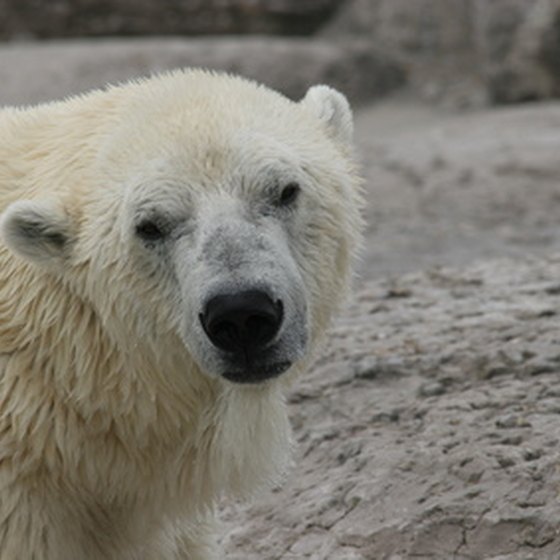 Alaska's polar bears