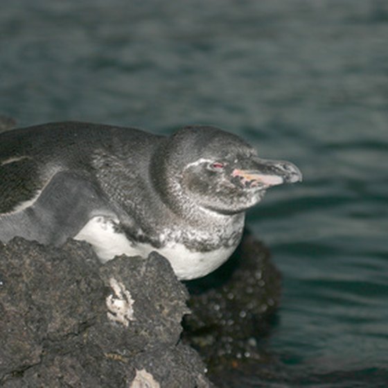 Penguins are just one of the creatures of the Galapagos.