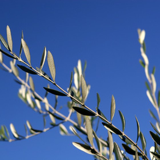 Provence is the center of French olive production.