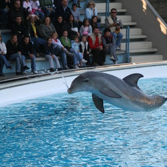 Dolphin performing at a dolphinarium