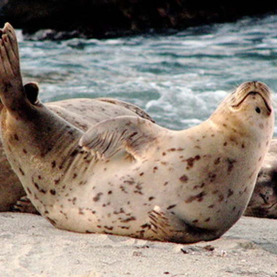 Harbor Seal in La Jolla.