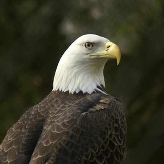 The Bald Eagle is among the 640-plus bird species regularly seen in California.