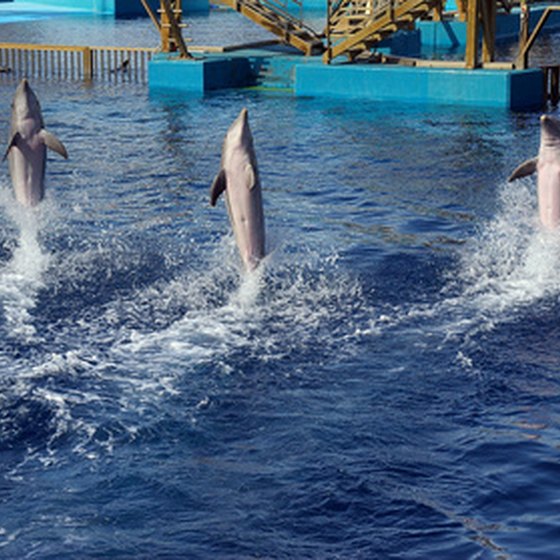 Visitors to Six Flag's Discovery Kingdom can feed, play and swim with dolphins.