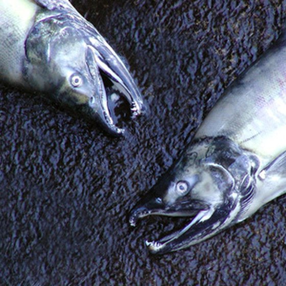 King salmon in the Kenai River average around 40 lb.