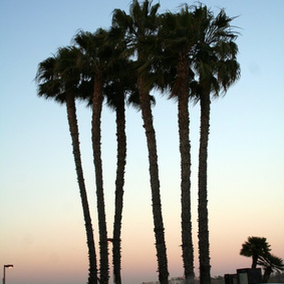 Palm trees offer shade in the desert.
