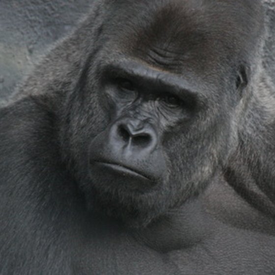 A silverback mountain gorilla.