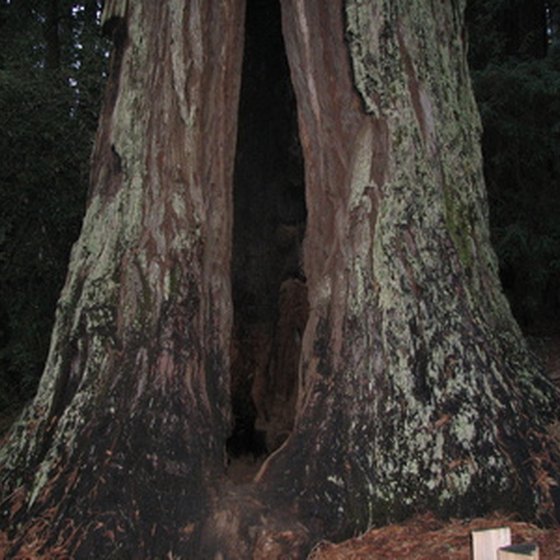 You can walk inside many redwoods along Northern California's coast.