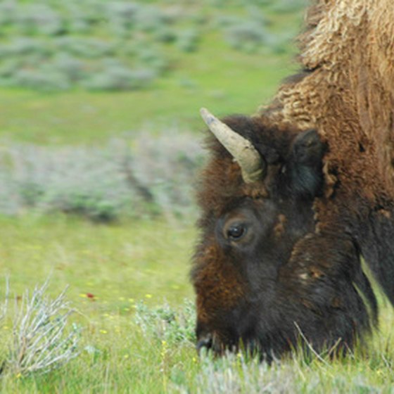 Buffalo roam the grasslands of west Texas