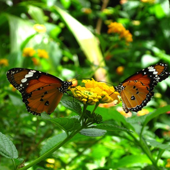 Visitors to the Hawthorne area may enjoy seeing the Butterfly Rainforest