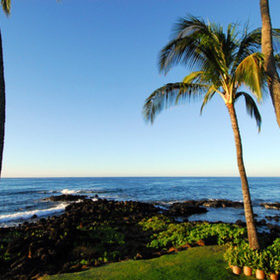 Palm trees and the Pacific Ocean are just two of the natural beauties you will see while visiting San Diego.