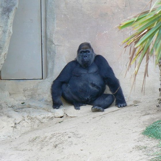 Gorillas have their own habitat at the Henry Doorly Zoo.