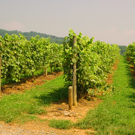 Walking among the vines is part of many winery visits.