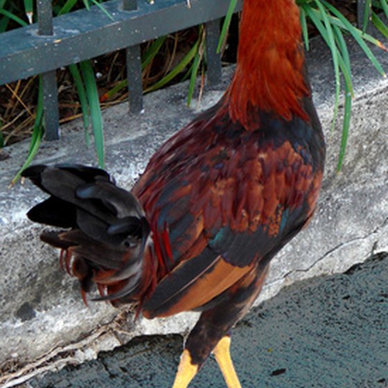 In Key West, you will see chickens crossing the road in town every day.