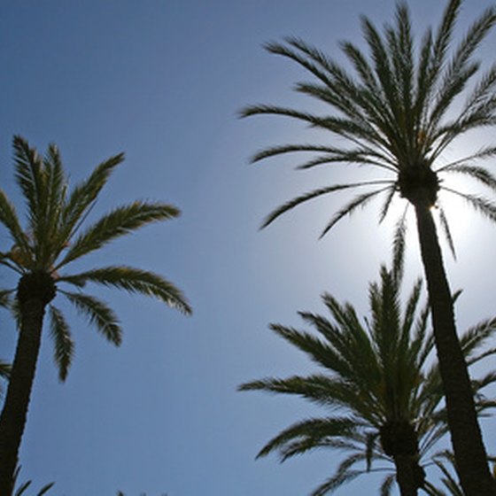 Beautiful palm trees are abundant in Palm Springs.