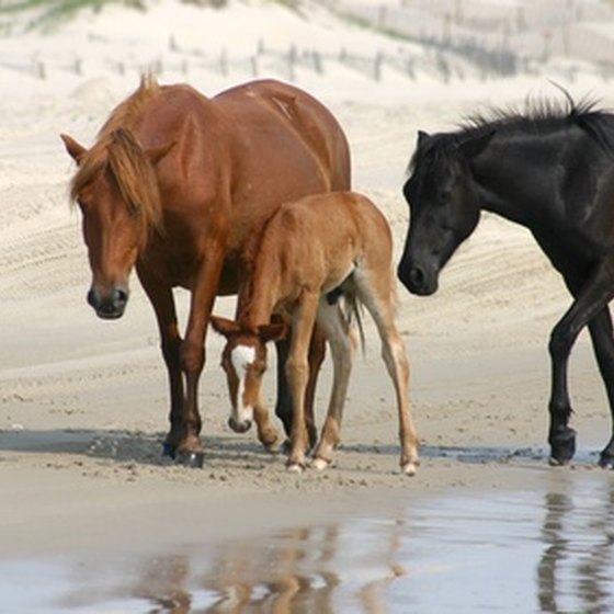 Wild ponies are a main attraction on Chincoteague Island.