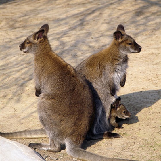 Australia's interesting wildlife is a big draw for tourists.