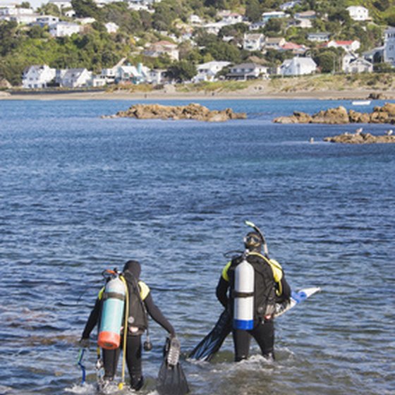 Scuba divers enjoy California marine life around Catalina Island.