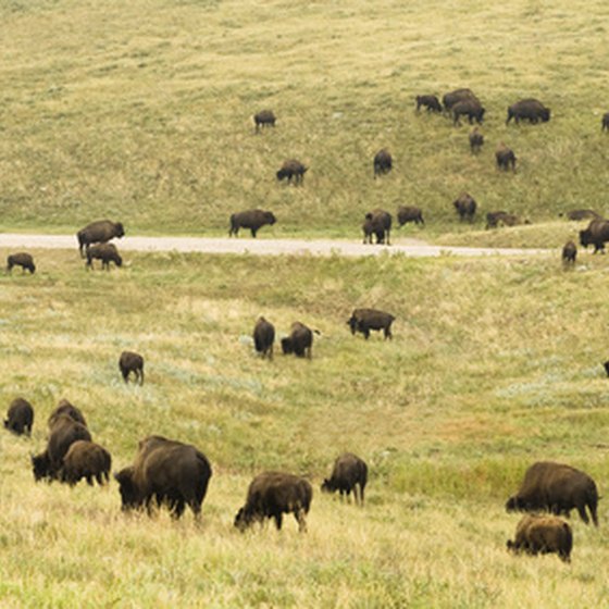 Herds of bison roam Custer State Park.