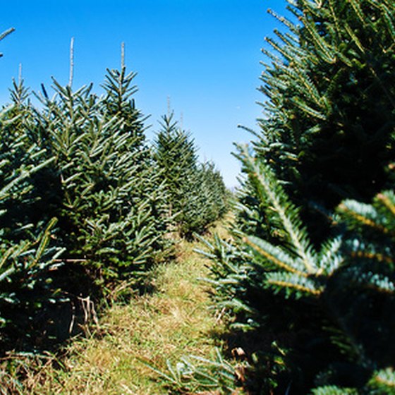 The town of West Jefferson is home to beautiful Christmas trees.