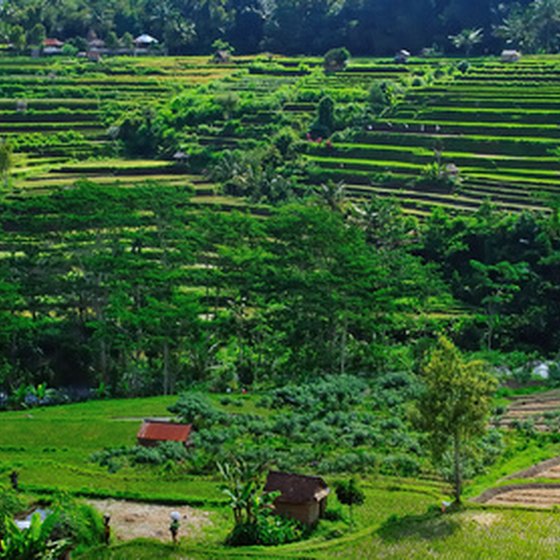 Visit the rice fields of Southeast Asia