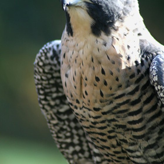 Falconry dates back to 6000 B.C. and is popular in Florida.