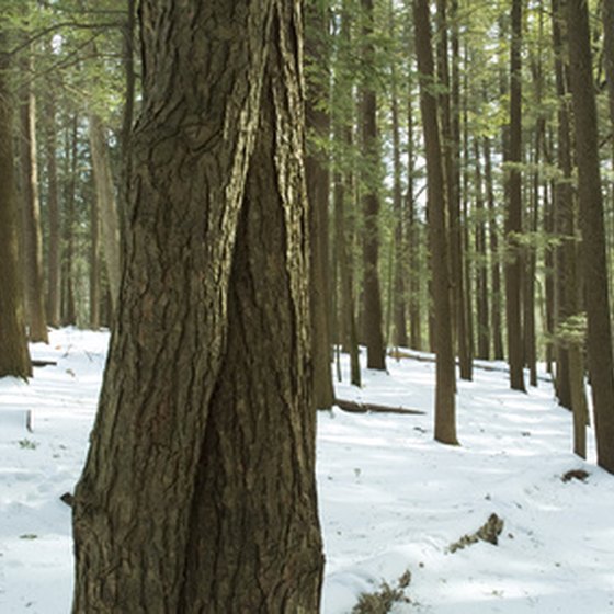 Visitors to Hocking Hills can hike through their hemlock forests.