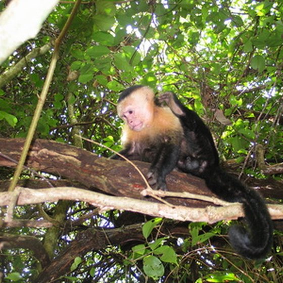 Children can see capuchin monkeys in Costa Rica's Manuel Antonio National Park.