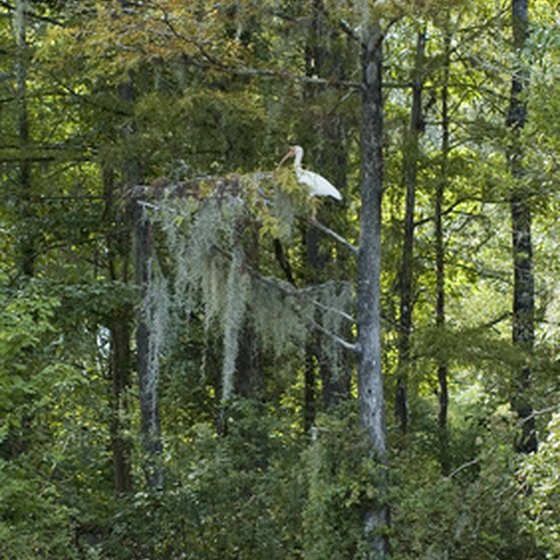 Macon County, Georgia's State Parks are home to a wide variety of plant and animal life.