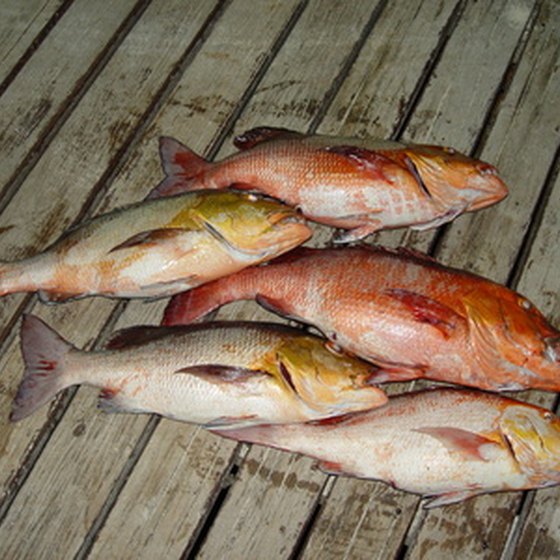 Fishing off the coast of St. Augustine can mean snapper for dinner.