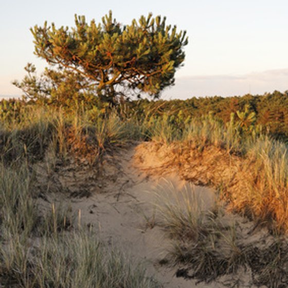 The beaches and dunes of the Outer Branks