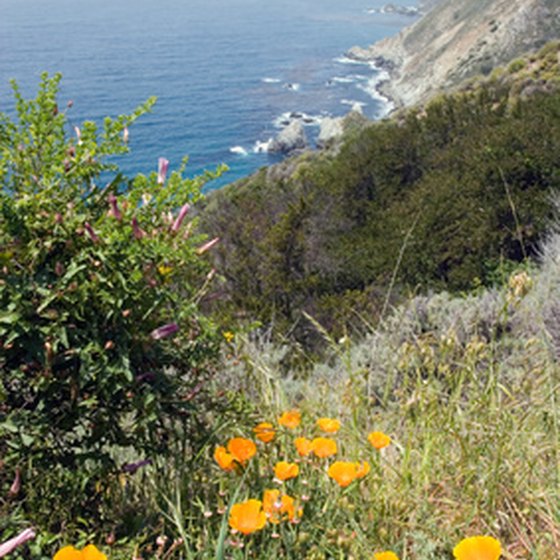 California poppies on the coast