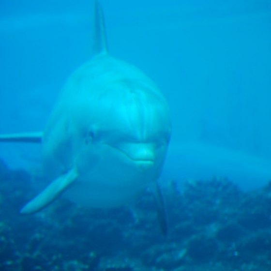 All of Roatan's dolphin swims are in the wild.